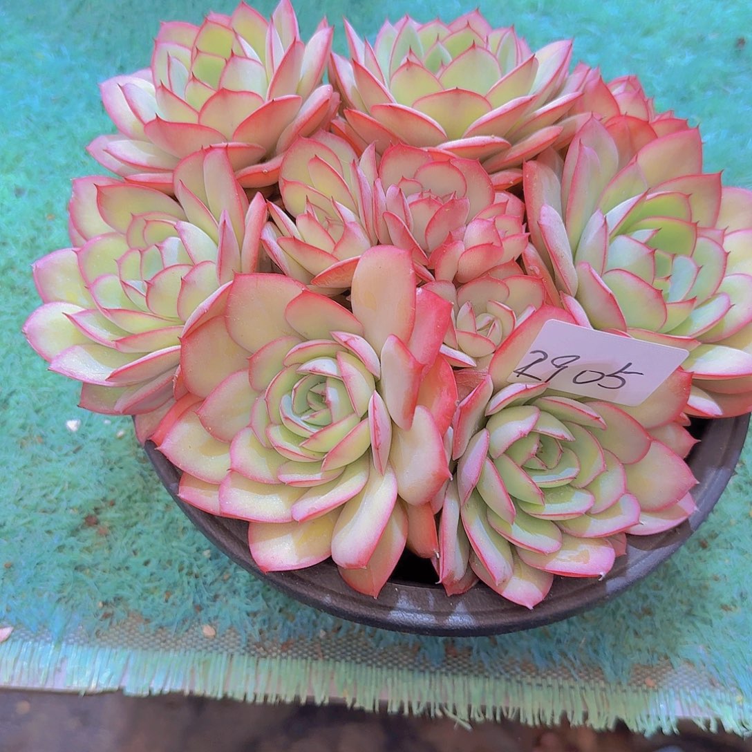 2905牡丹亭多肉植物