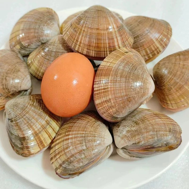 丹东东港大文贝3斤 2斤现货发货保活到家 顺丰活发