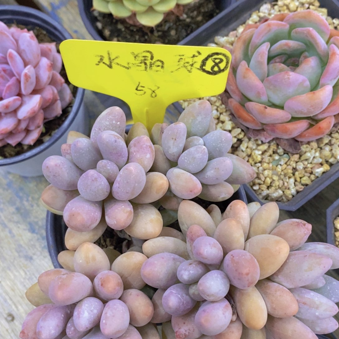 开心多肉，一物一拍，一单包邮