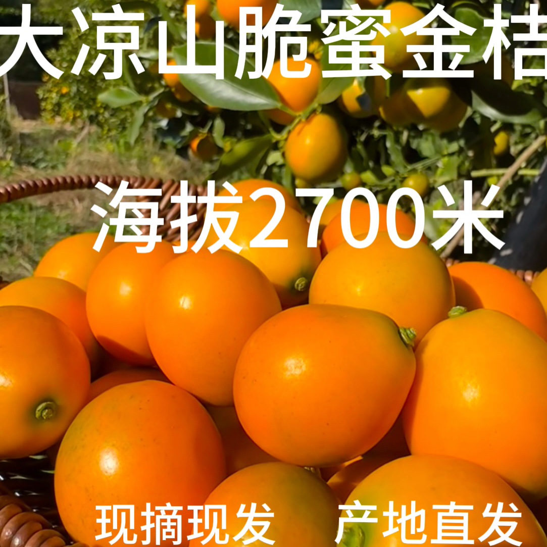 4斤（请半斤发4.5斤）大凉山脆蜜金桔高海拔纯甜无酸带糖心现摘现发