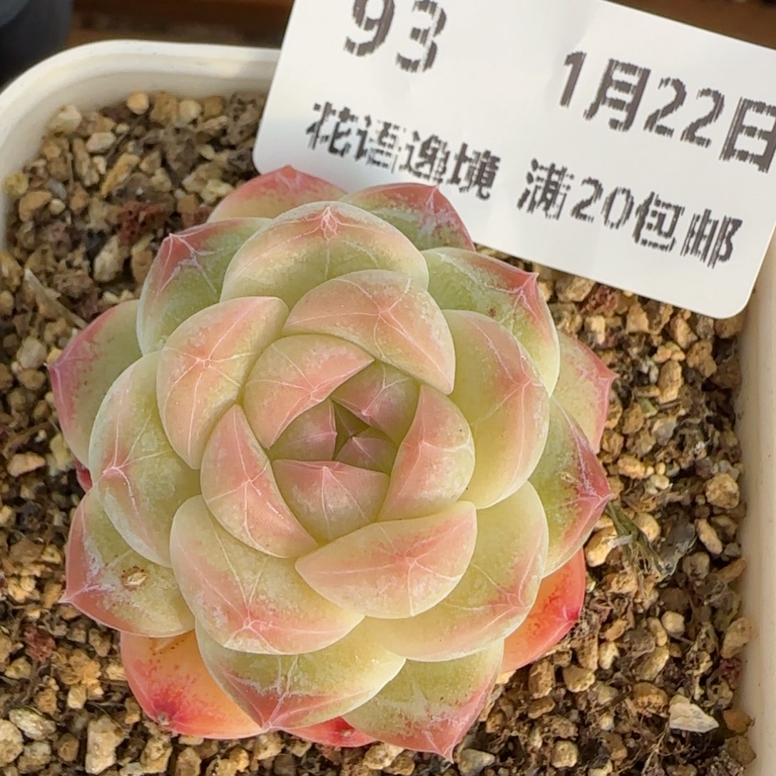 花语逸境0122-93