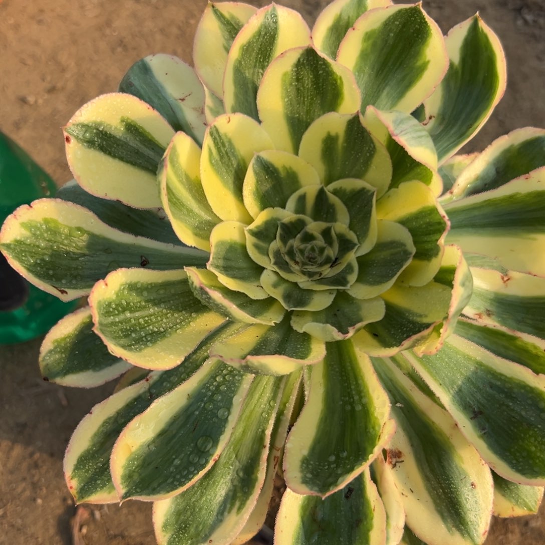 多肉植物中中央音乐学院