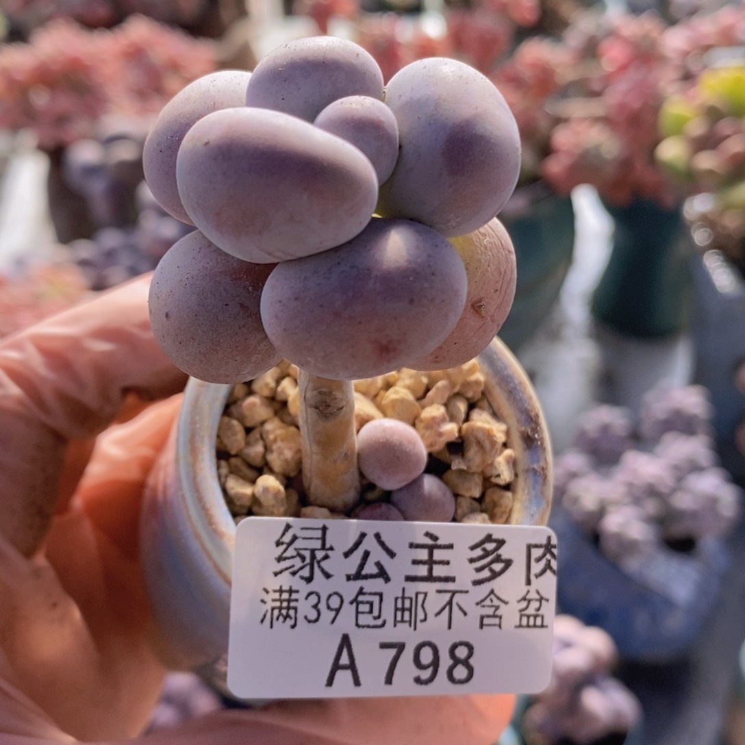 芭比奶洛单头798多肉植物