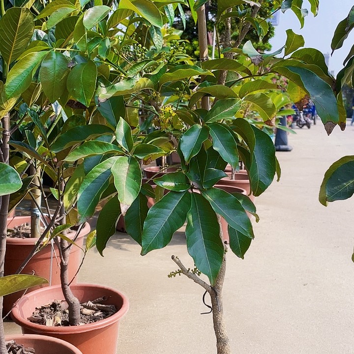 完全开放果树8888888