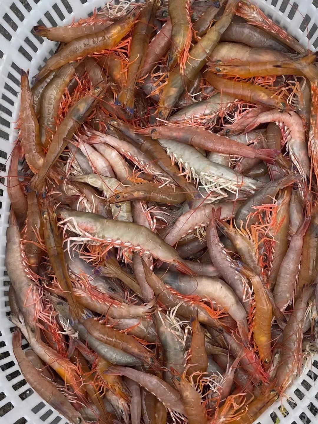 3斤麻虾中虾剑虾沙卢虾 纯天然海虾1斤/盒 新鲜速冻