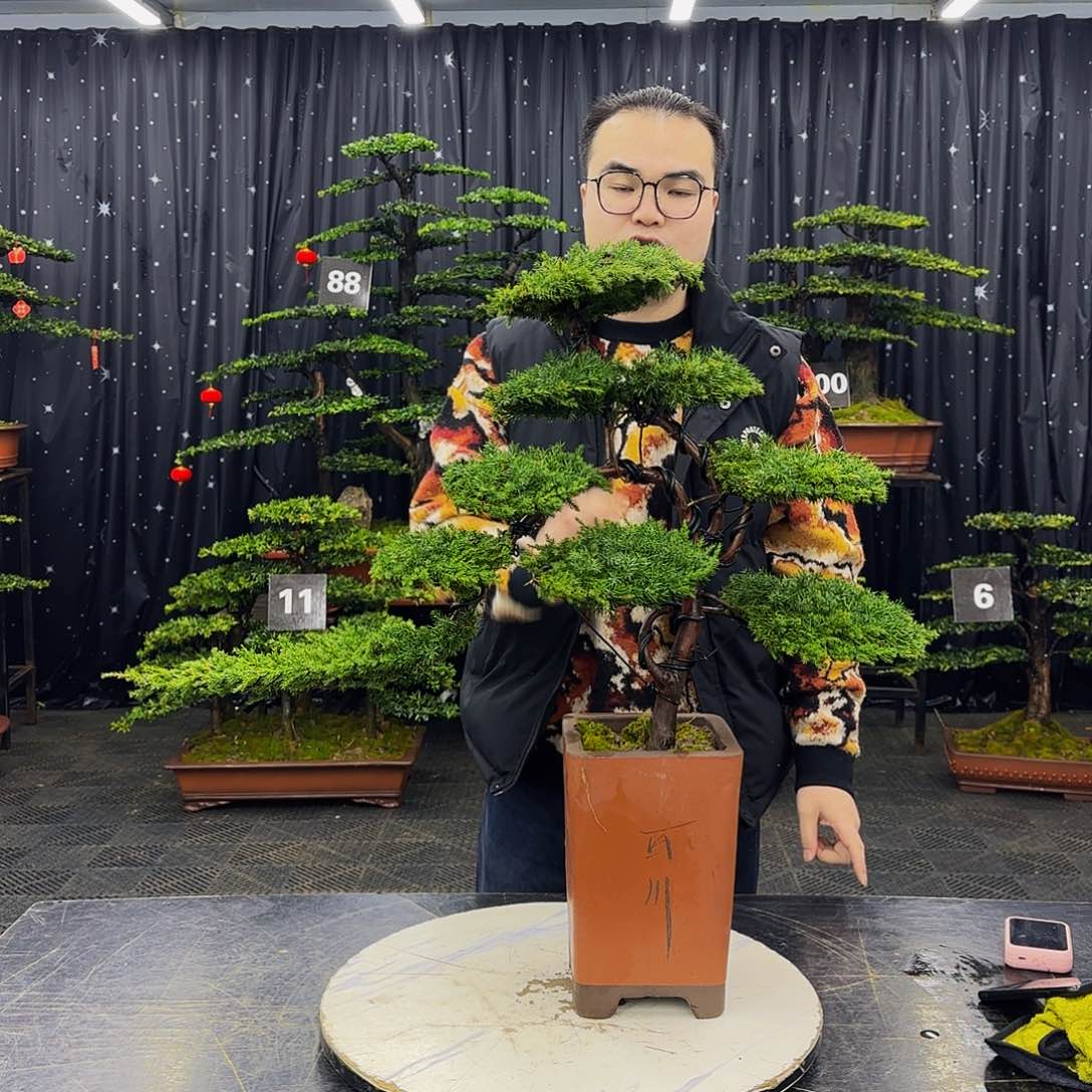 龙爪松高端造型盆景