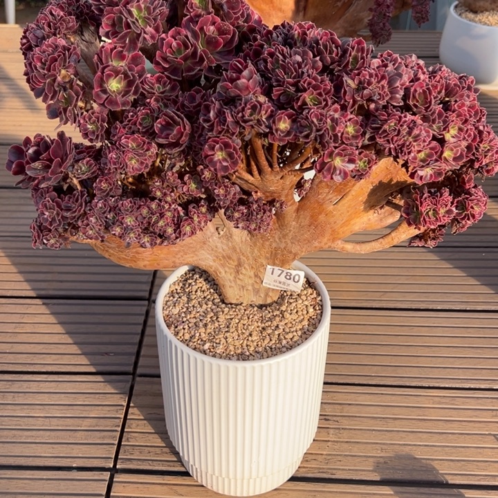 A***a1780美杜莎朵朵缀化