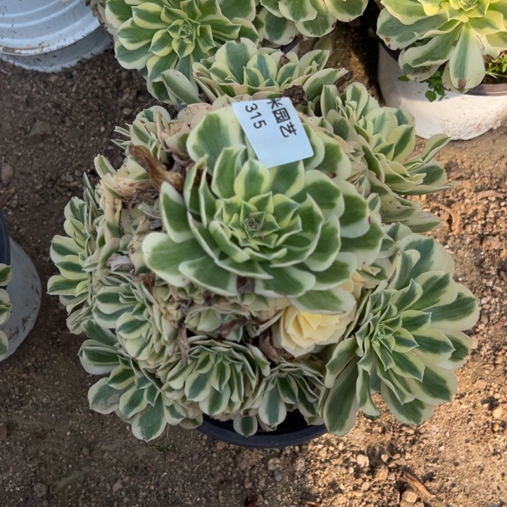 迈巴赫大手捧315多肉植物