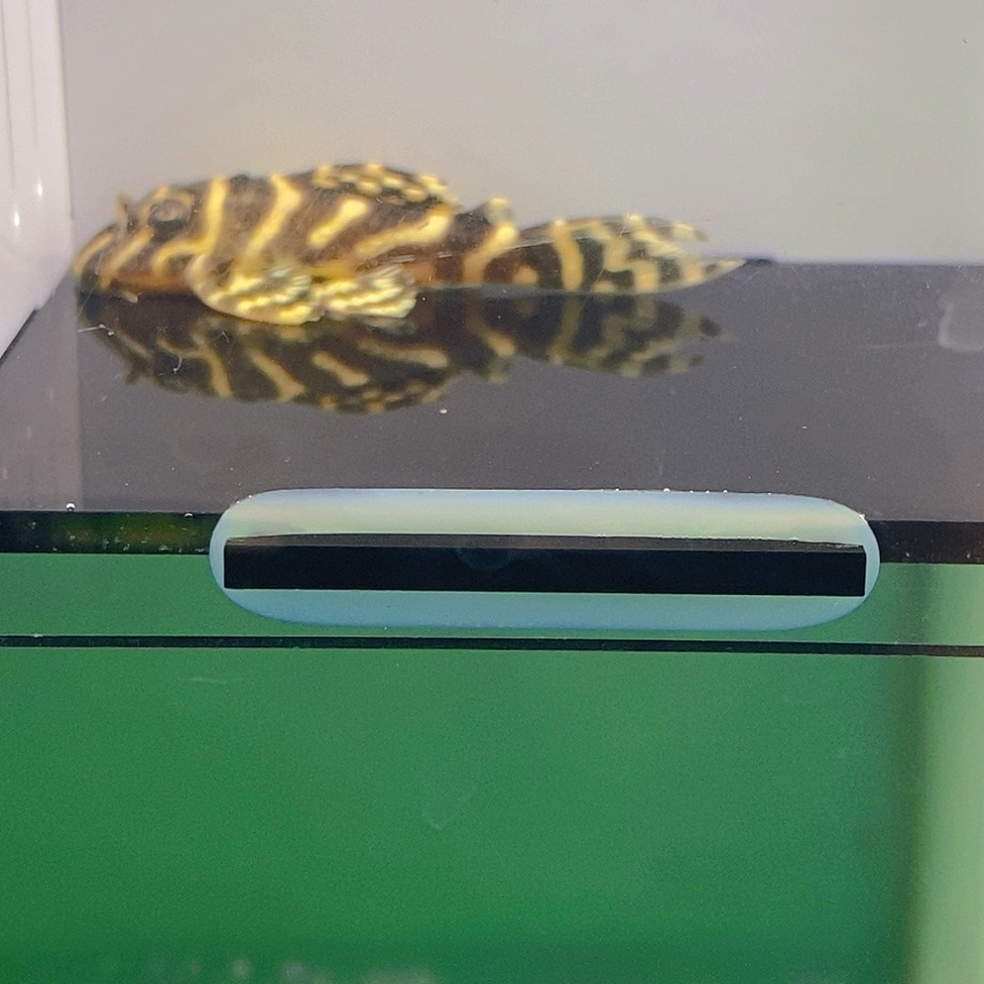 清道夫鱼皇室异型3号