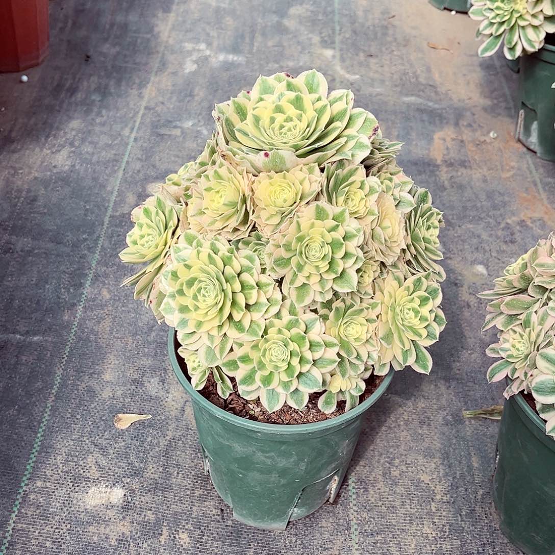 法师多肉植物迈巴赫