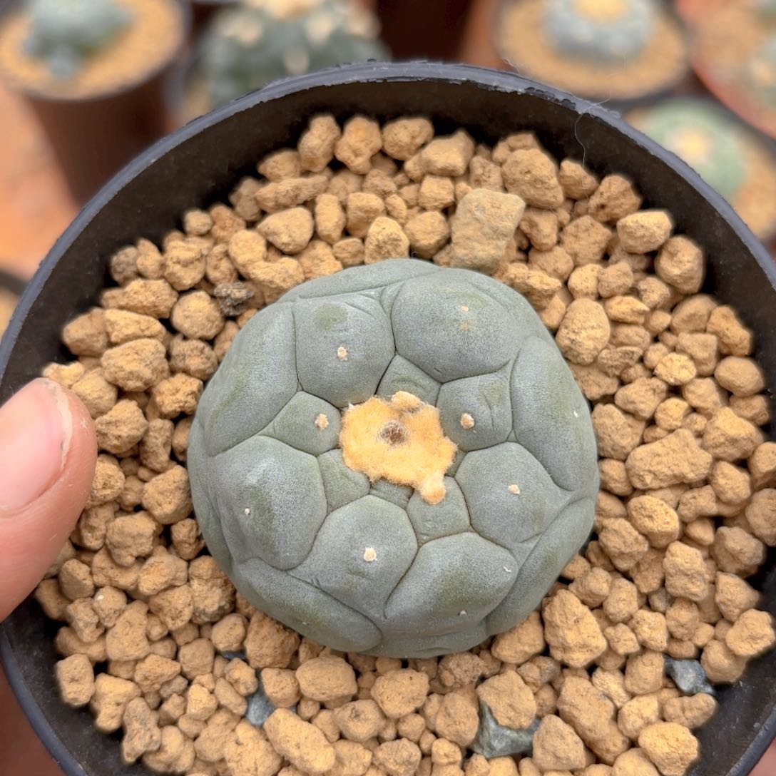 G g g g g g g g g 320