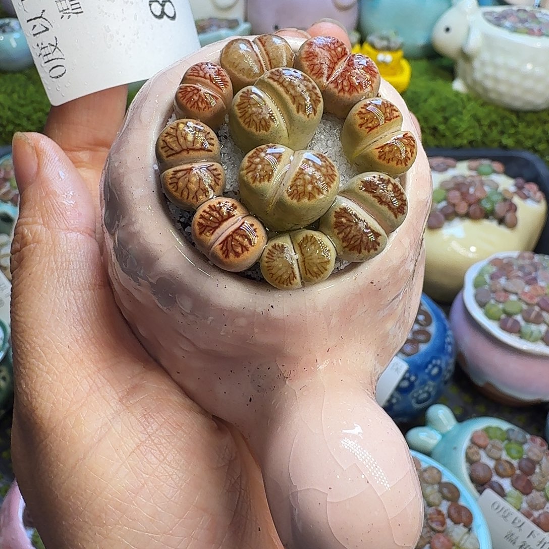 多肉植物开播福利冲876