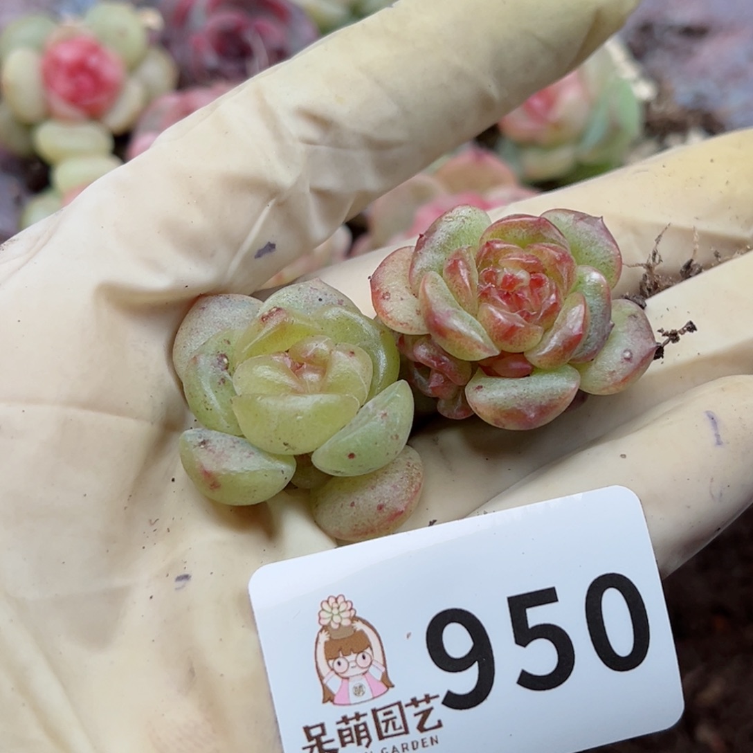 多肉植物多肉植物