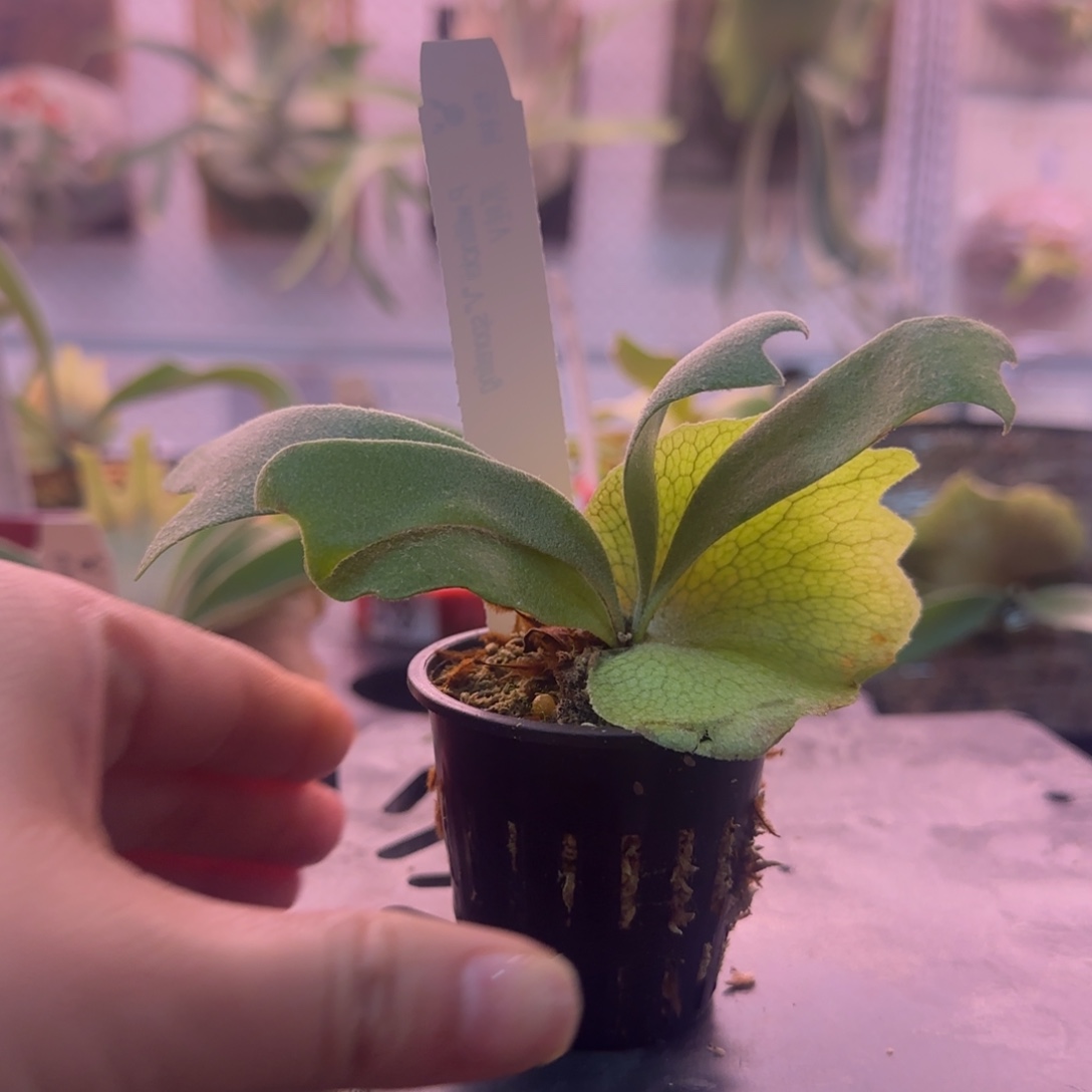 爪哇v鹿角蕨孢子苗