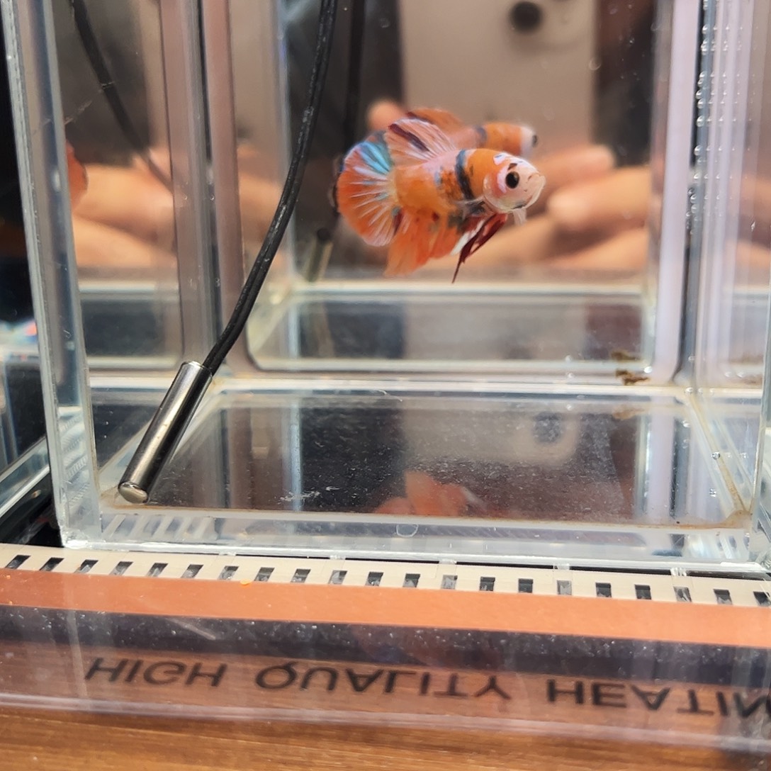 海水鱼宙斯斗鱼竞拍12-10