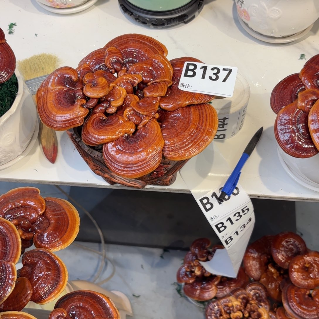 ****聊灵芝88888888888888888