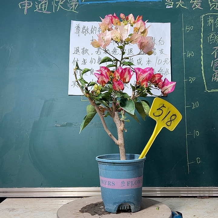 完全开放 皇后  518