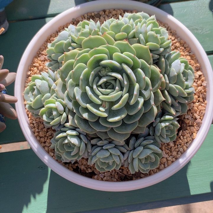 劳林捧花群22厘米