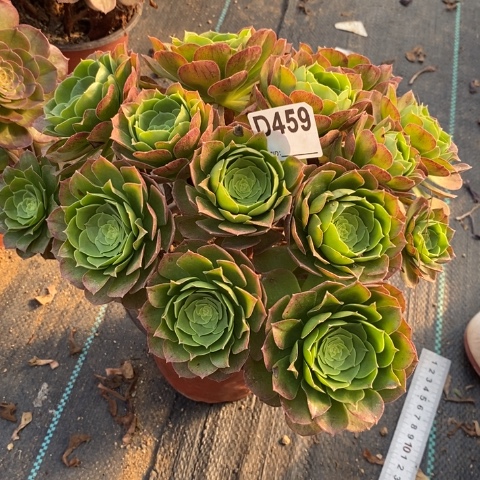 圣罗兰多肉植物法师不包损有断枝