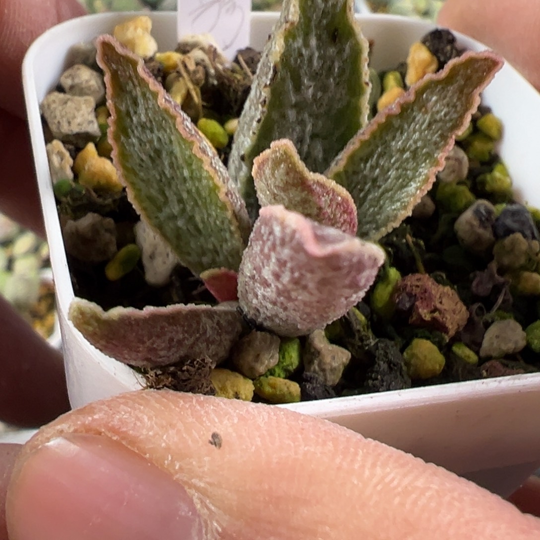 黑骑士水泡多肉植物水泡