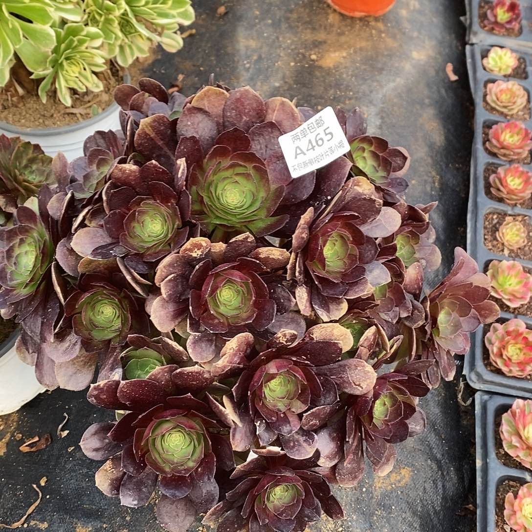 465黑骑士多肉法师锦多肉