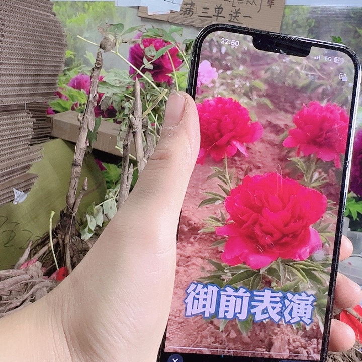 完全开放御前表演芍药