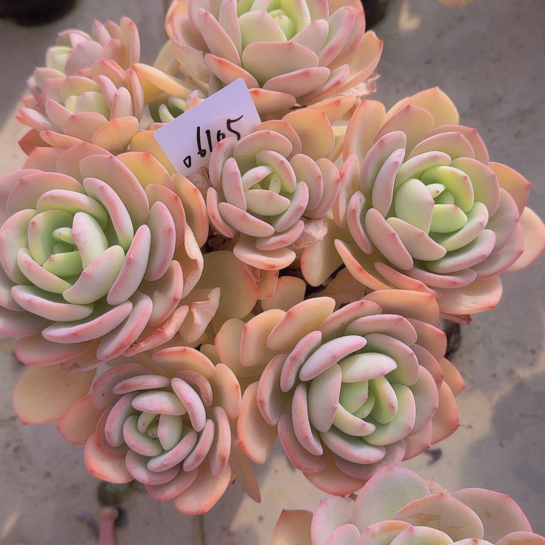 ?*06105白月光多肉植物