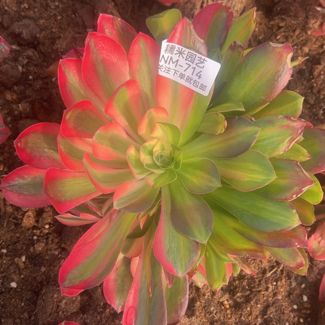 ?****粉女巫花脸多肉植物714