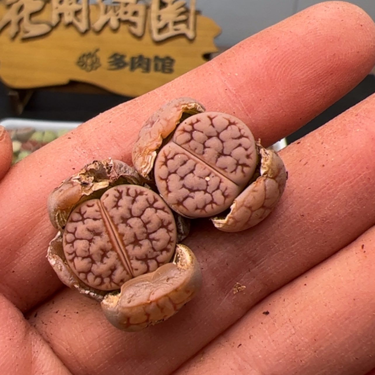 【闪购商品】000000008