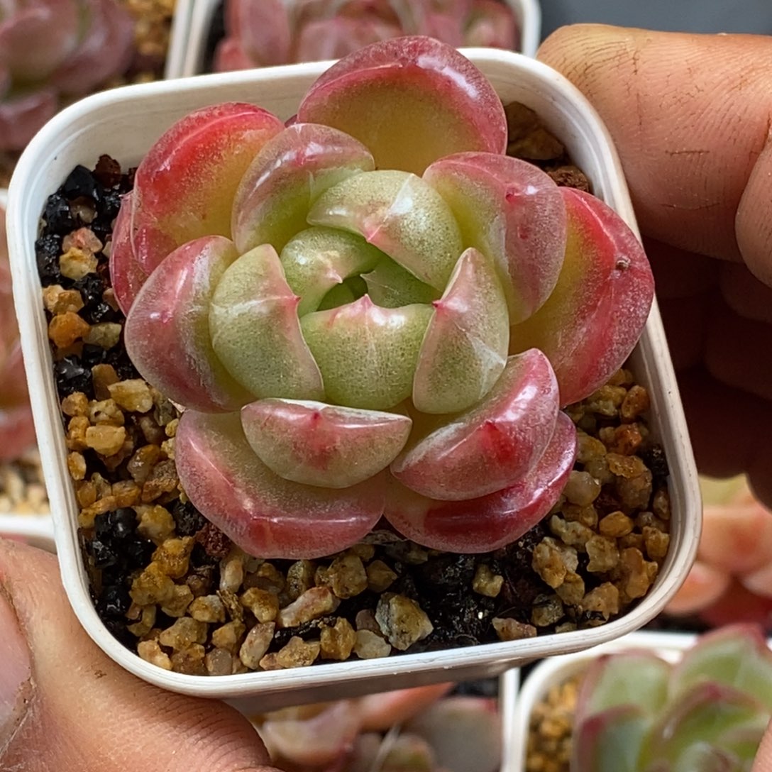 天官赐福百无禁忌