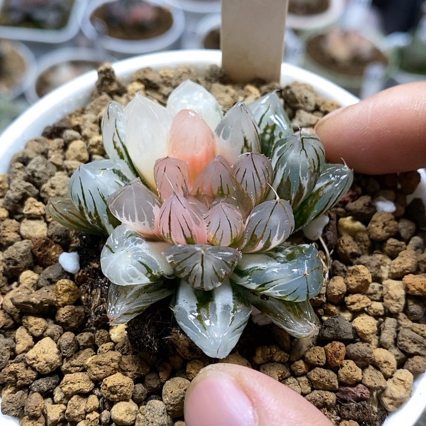 【闪购商品】39粉白霓虹灯