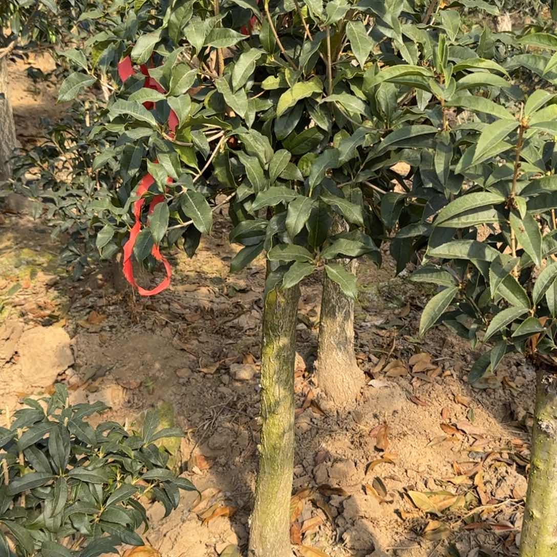 优**家桂花。八月桂系列