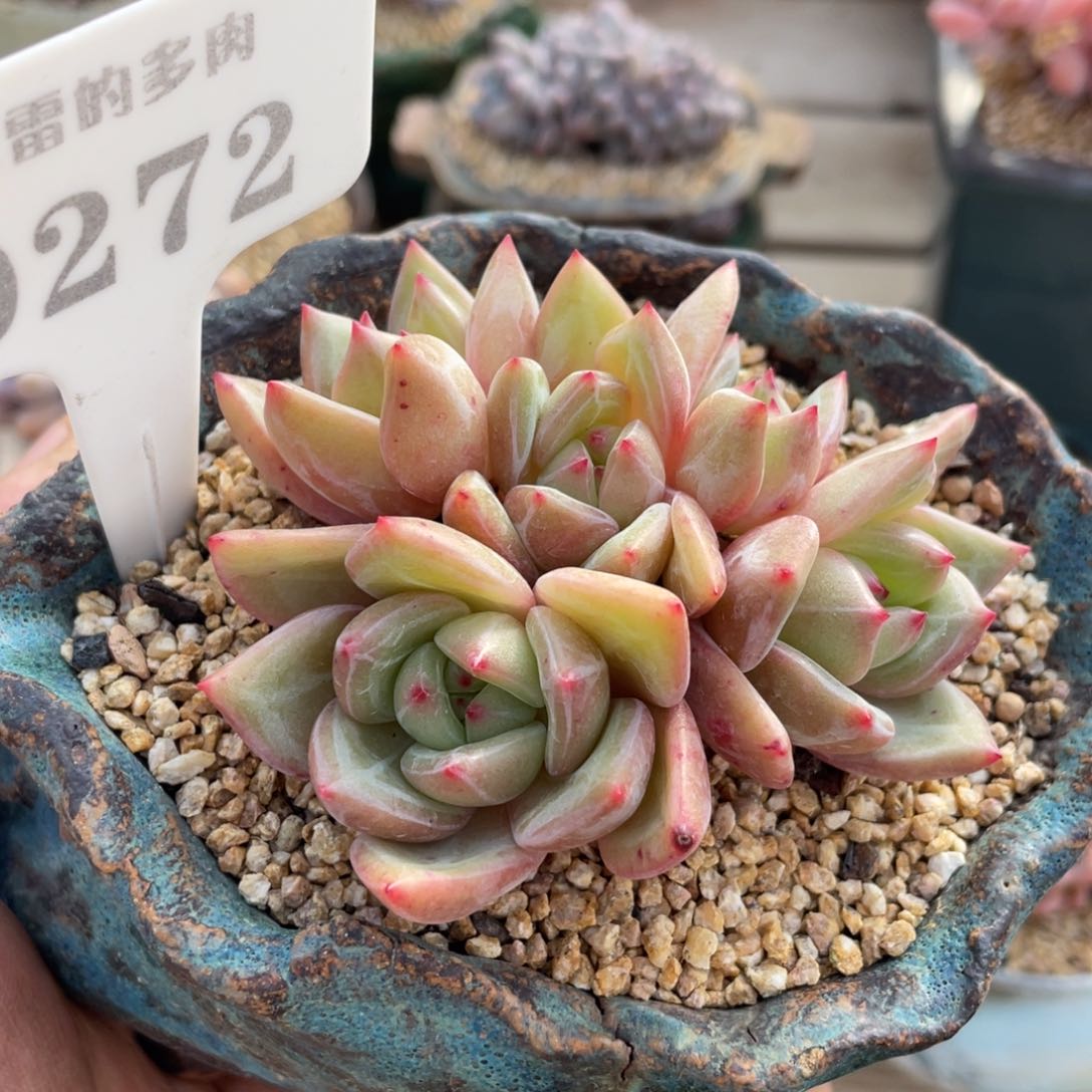 0272香槟不带盆8厘米