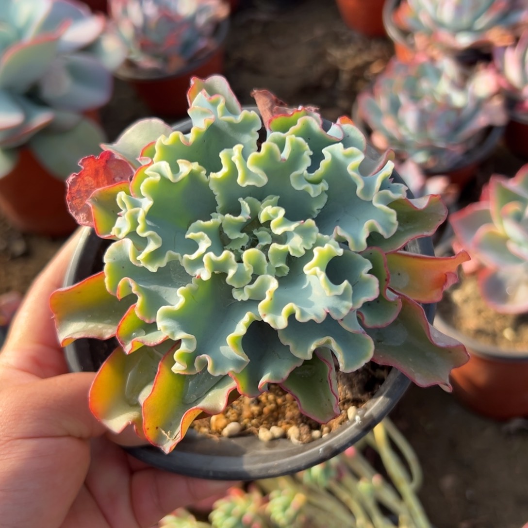 多肉植物水瓶座包菜