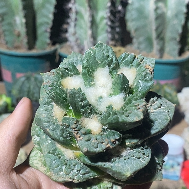 苗落无根大尤龟怒宝塔型