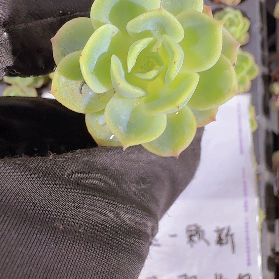 精品橙黄两米三颗