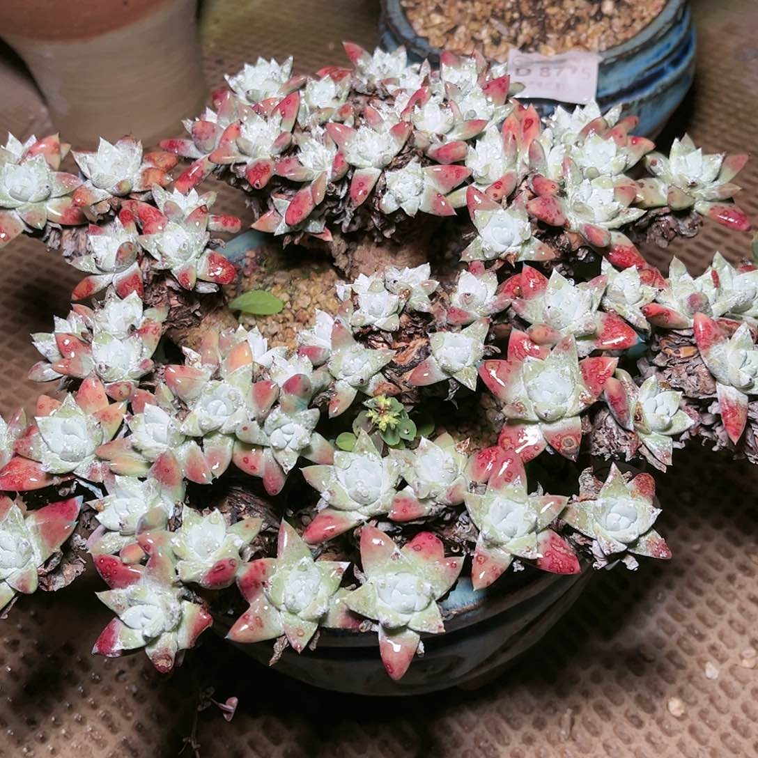 往***～9122白姆瑞吉娜仙女杯多肉