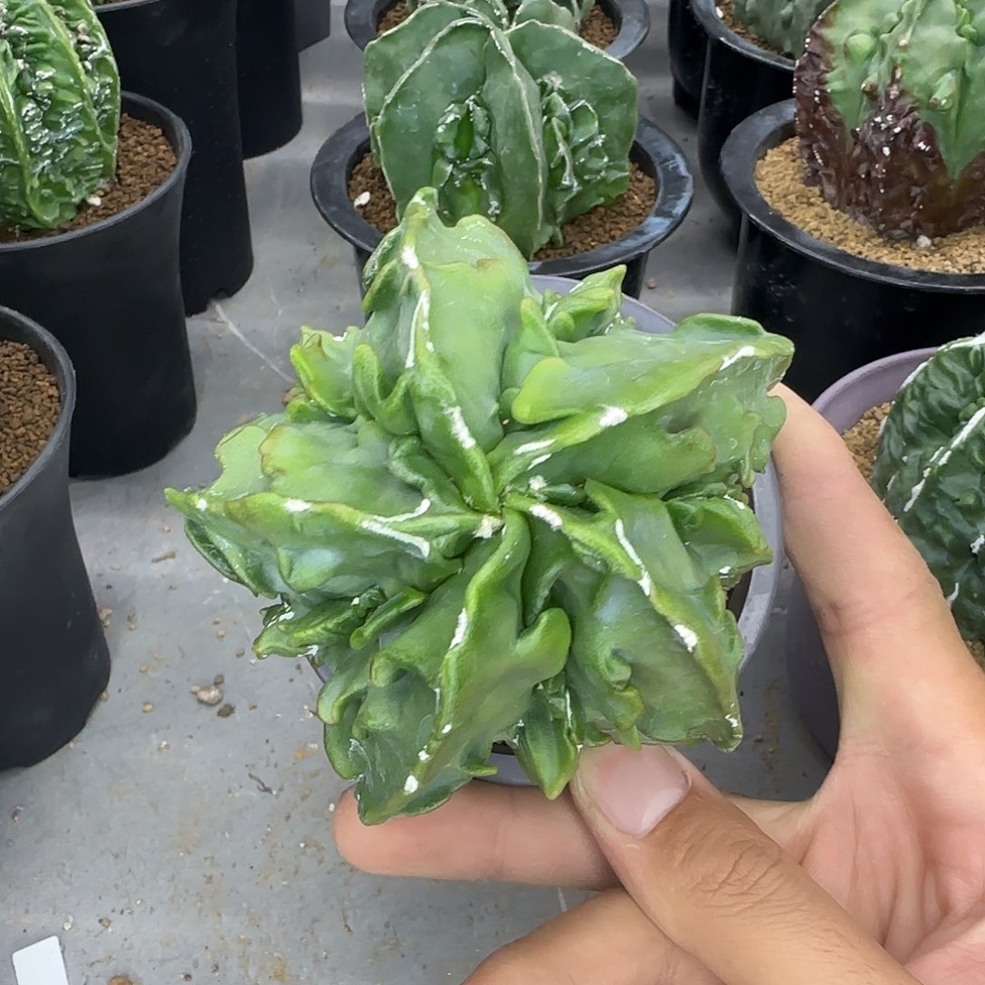核桃鸾凤玉实生根009