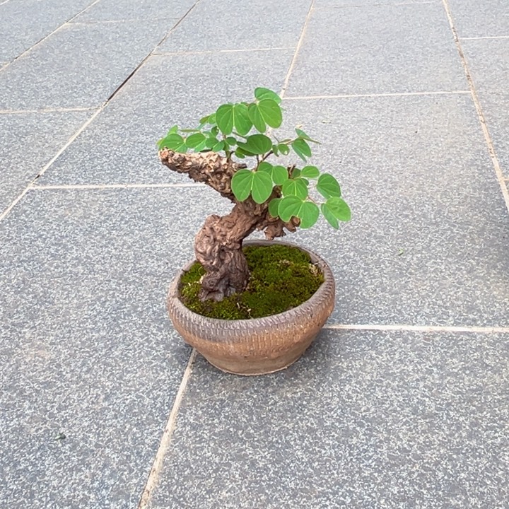 八***里无花朵羊蹄甲金丝红木