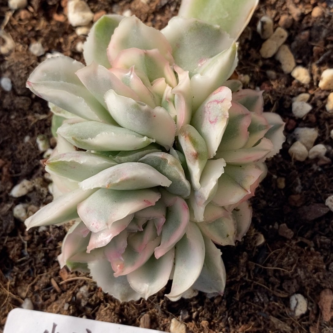 623紫蝴蝶锦底座六头