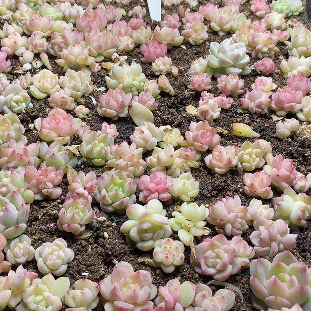 0****?云系列珍妮混一物一拍092