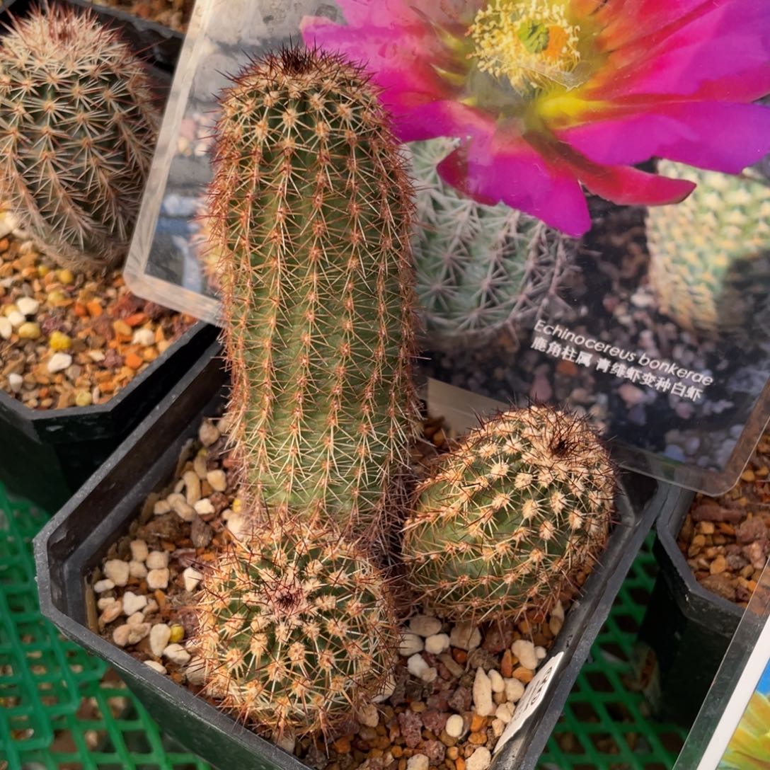 鹿角柱实生仙人球白虾