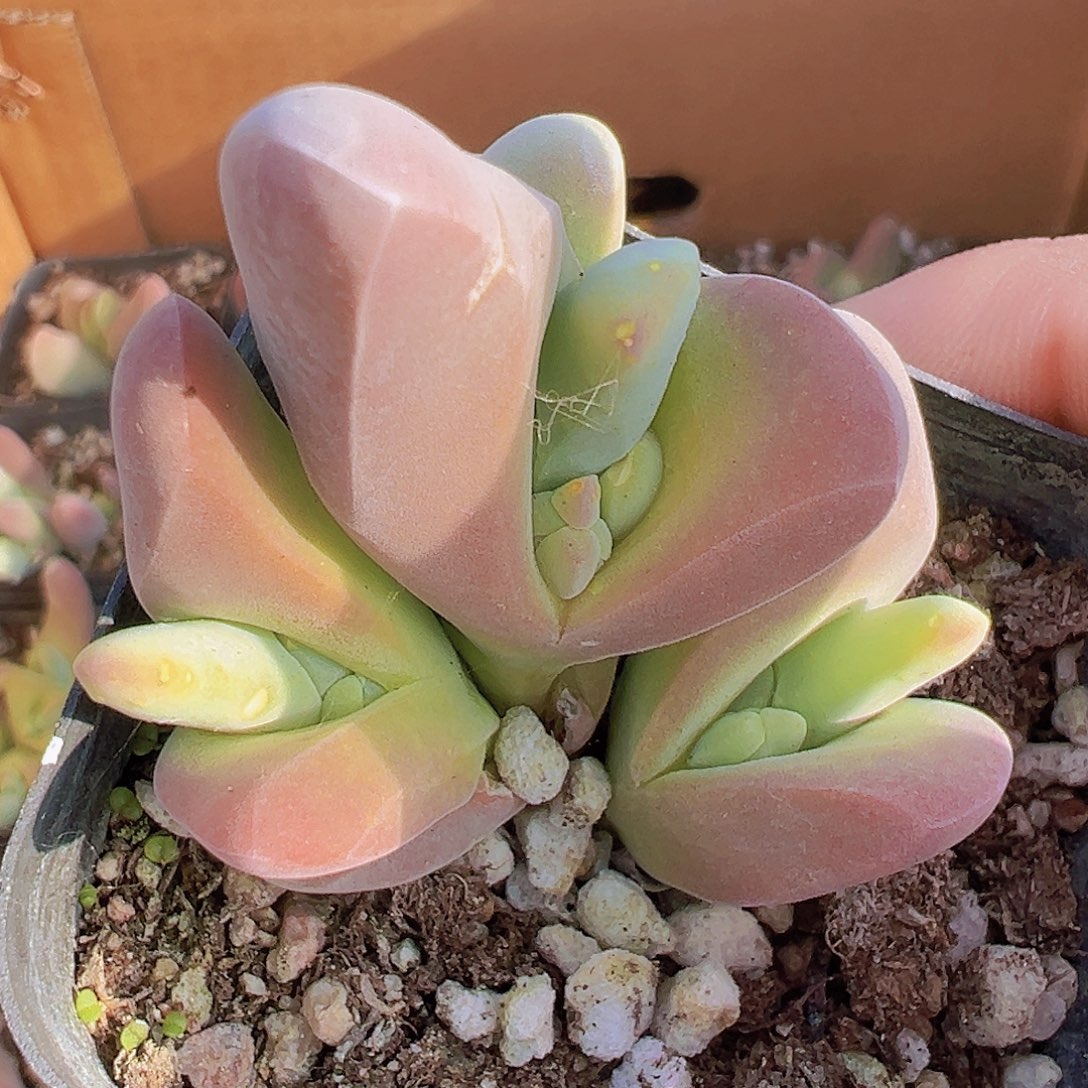 大鲨鱼19包邮多肉植物