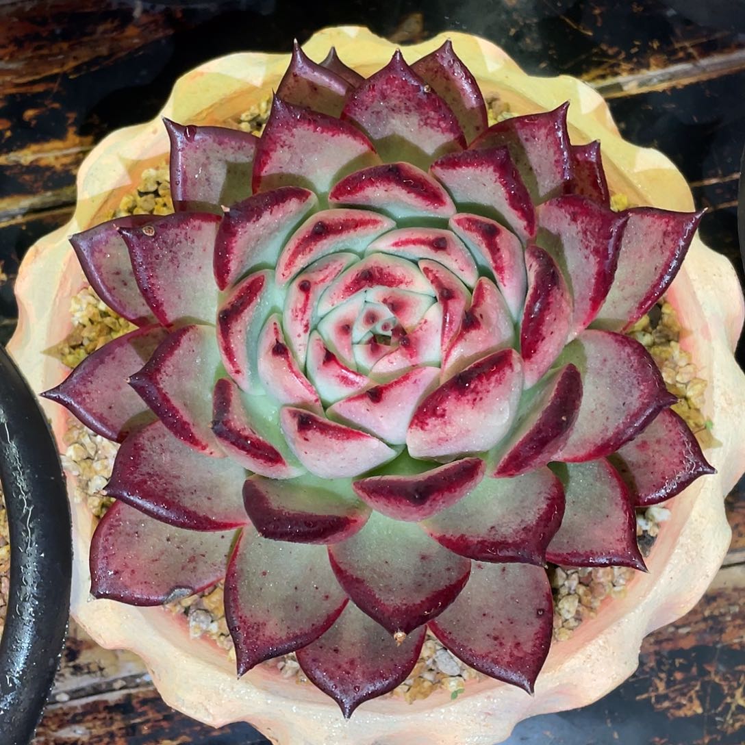 多肉植物一物一拍