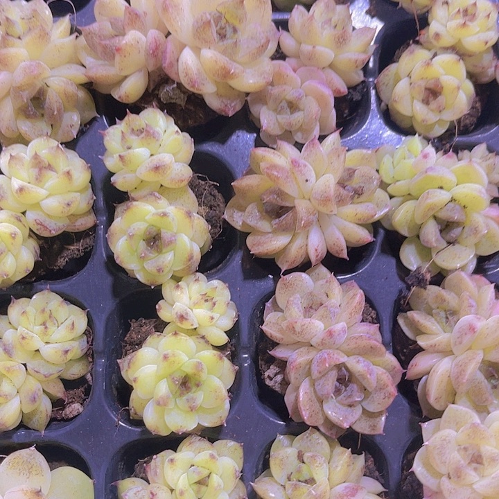 精品赤水晶多肉植物