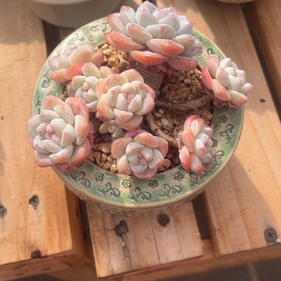 Y***儿雁儿姐的冰玉群生一物一拍