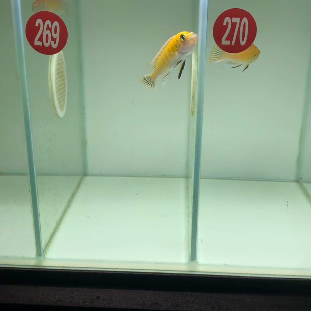 慈鲷0***6269号白腹勾鼻