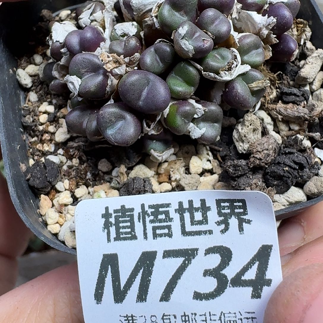 多肉植物的人生cbhj