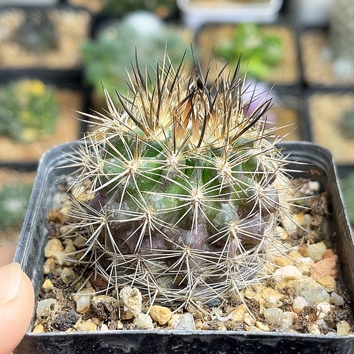 智利球属实生球3.6公分