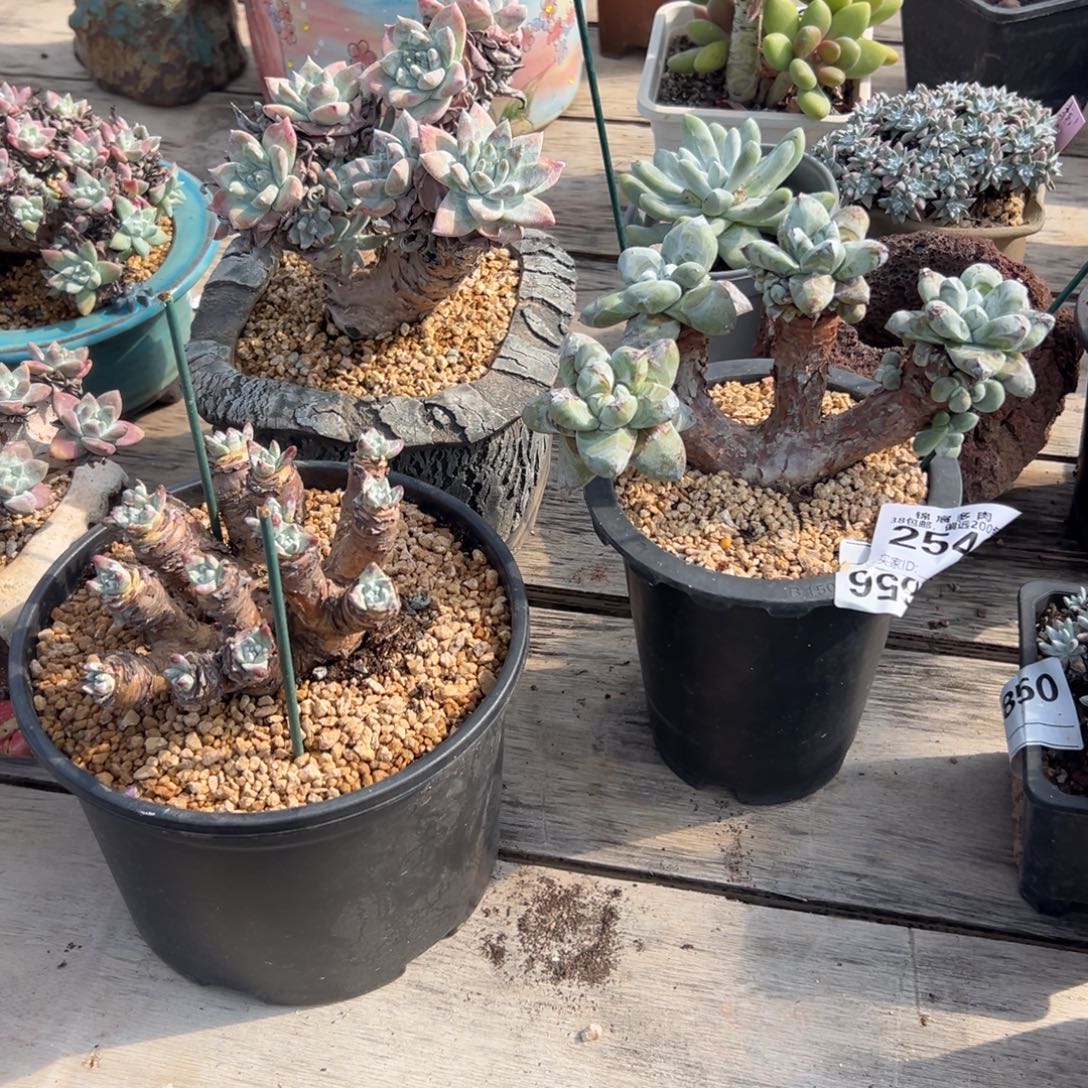 文***齐给姐姐福利～一物一拍